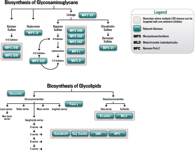 Biosynthesis of Glycosaminoglycans